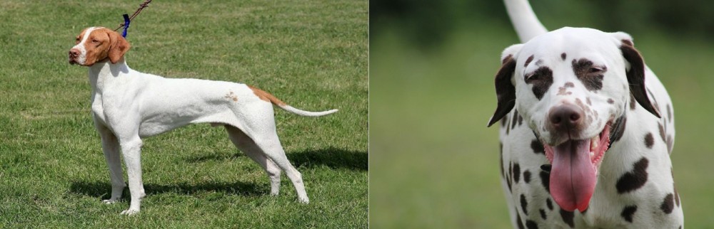 Dalmatian vs Braque Saint-Germain - Breed Comparison