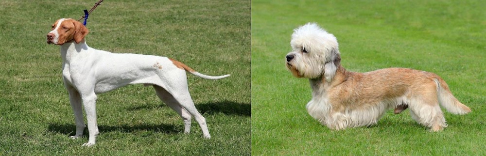 Dandie Dinmont Terrier vs Braque Saint-Germain - Breed Comparison