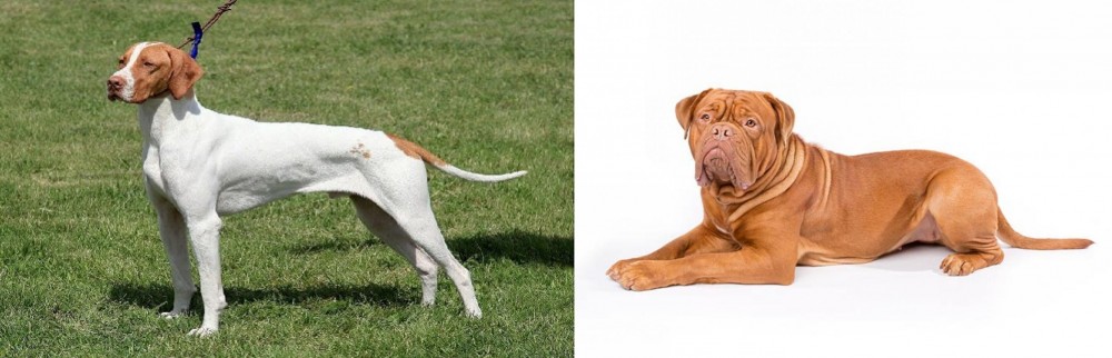 Dogue De Bordeaux vs Braque Saint-Germain - Breed Comparison