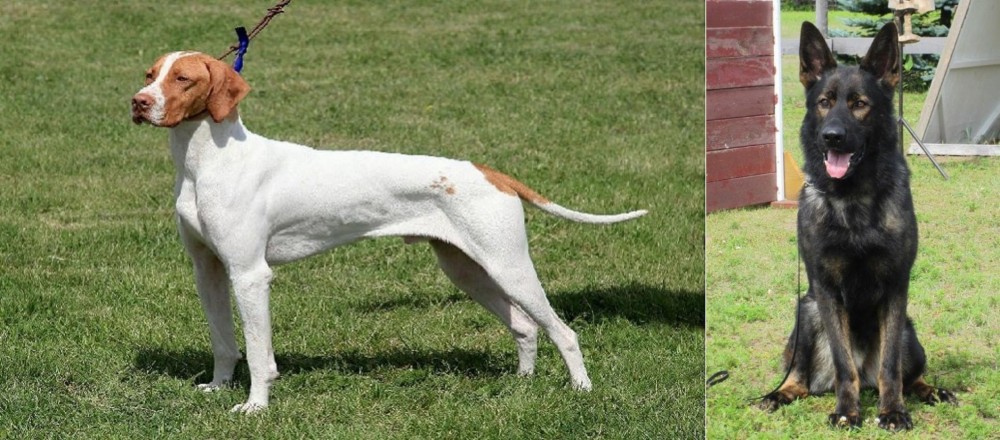 East German Shepherd vs Braque Saint-Germain - Breed Comparison