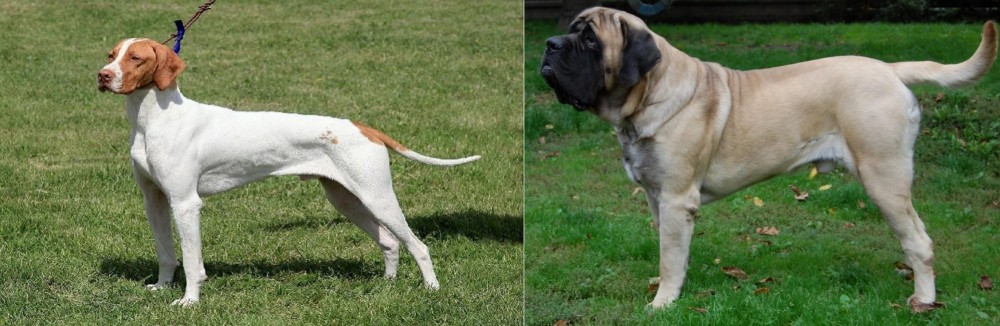 English Mastiff vs Braque Saint-Germain - Breed Comparison