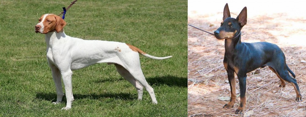 English Toy Terrier (Black & Tan) vs Braque Saint-Germain - Breed Comparison
