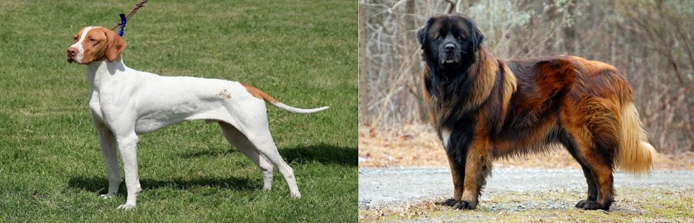 Estrela Mountain Dog vs Braque Saint-Germain - Breed Comparison