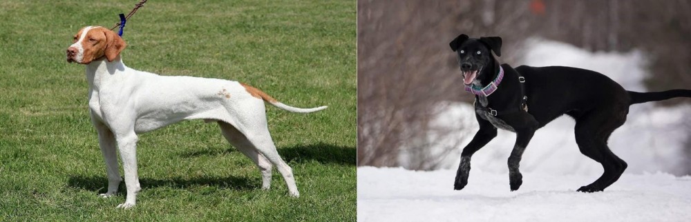 Eurohound vs Braque Saint-Germain - Breed Comparison