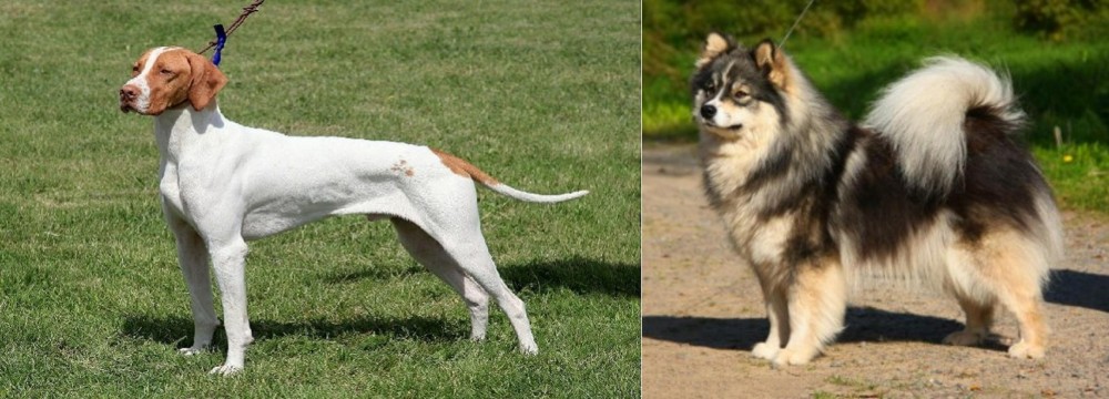 Finnish Lapphund vs Braque Saint-Germain - Breed Comparison