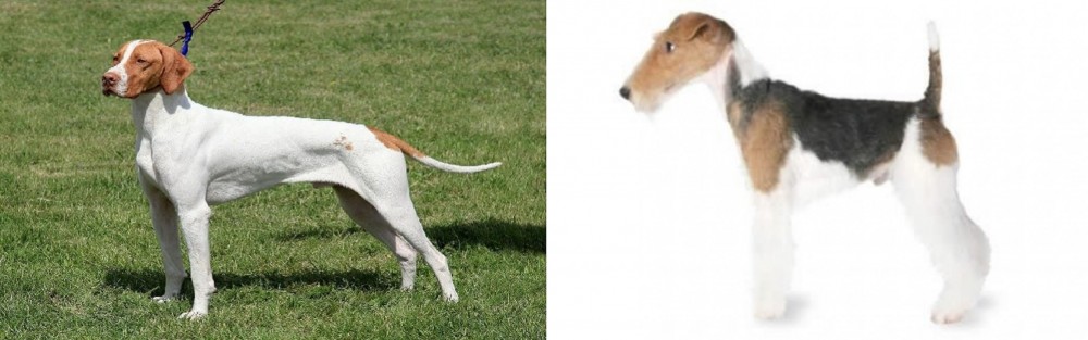 Fox Terrier vs Braque Saint-Germain - Breed Comparison