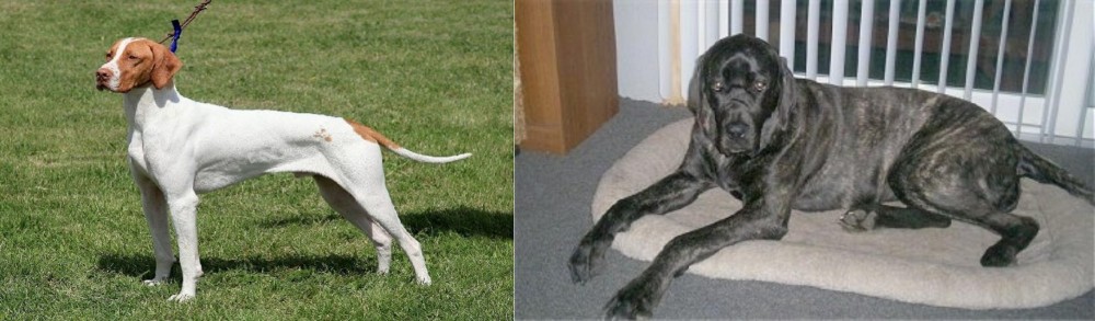 Giant Maso Mastiff vs Braque Saint-Germain - Breed Comparison