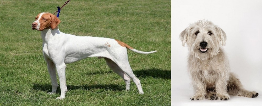 Glen of Imaal Terrier vs Braque Saint-Germain - Breed Comparison