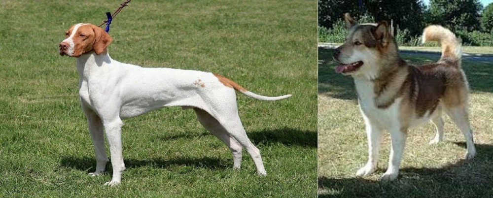 Greenland Dog vs Braque Saint-Germain - Breed Comparison