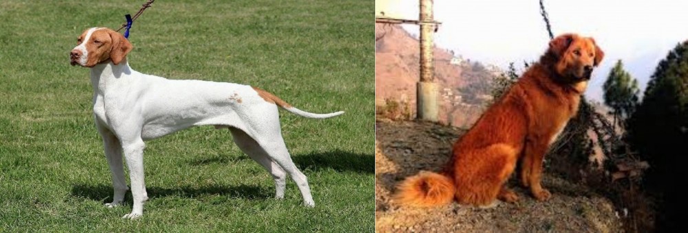 Himalayan Sheepdog vs Braque Saint-Germain - Breed Comparison