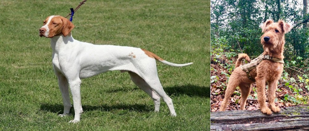 Irish Terrier vs Braque Saint-Germain - Breed Comparison