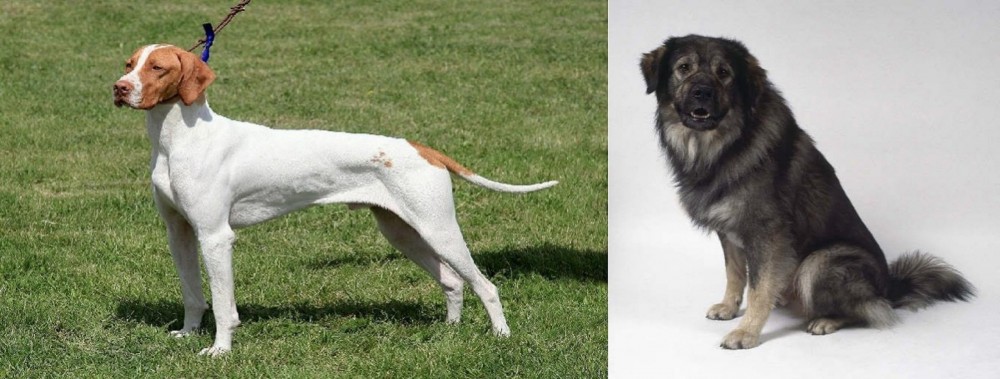 Istrian Sheepdog vs Braque Saint-Germain - Breed Comparison