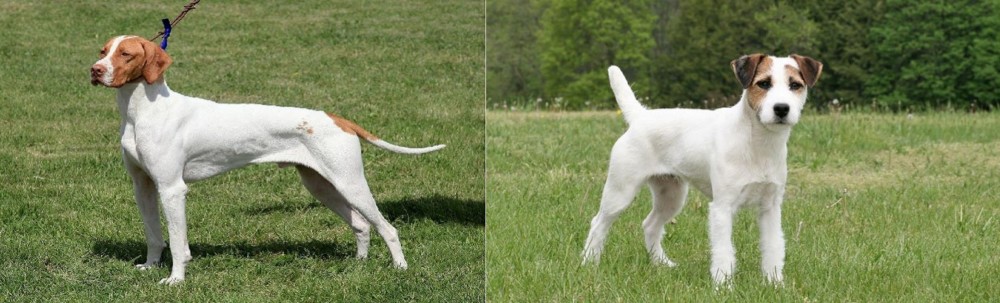 Jack Russell Terrier vs Braque Saint-Germain - Breed Comparison