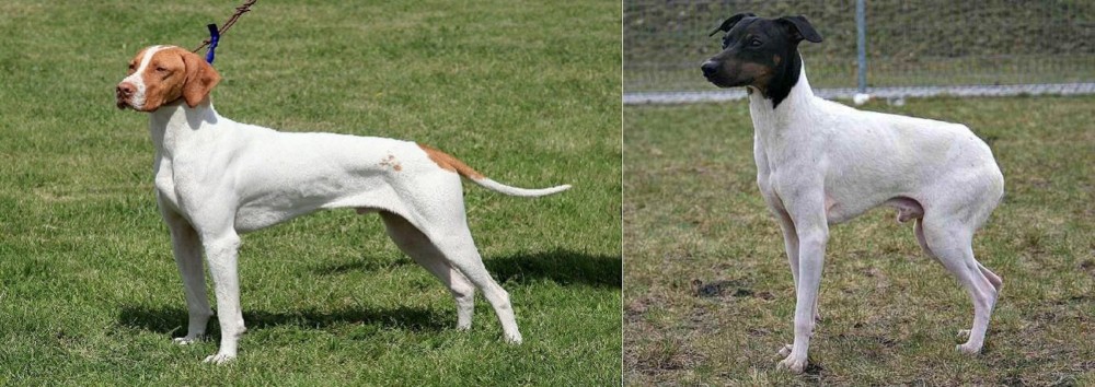 Japanese Terrier vs Braque Saint-Germain - Breed Comparison