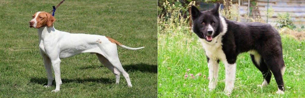 Karelian Bear Dog vs Braque Saint-Germain - Breed Comparison