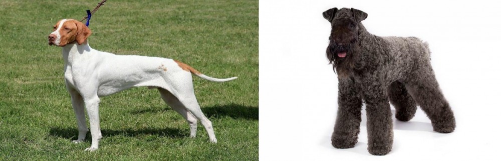 Kerry Blue Terrier vs Braque Saint-Germain - Breed Comparison
