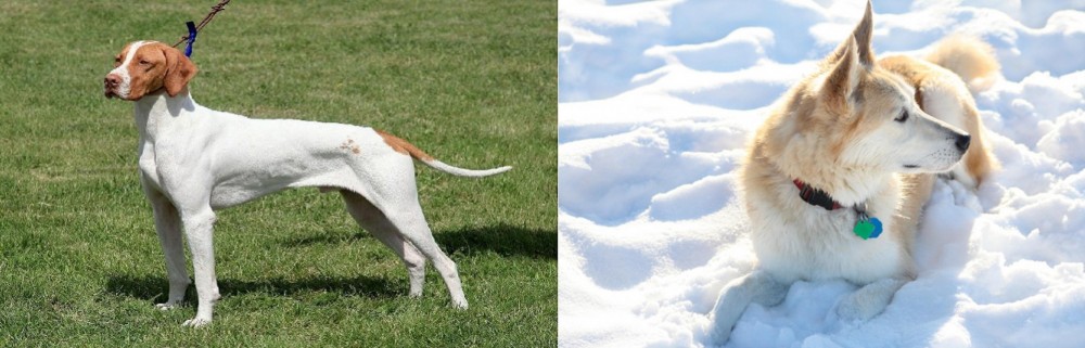 Labrador Husky vs Braque Saint-Germain - Breed Comparison