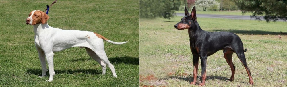 Manchester Terrier vs Braque Saint-Germain - Breed Comparison
