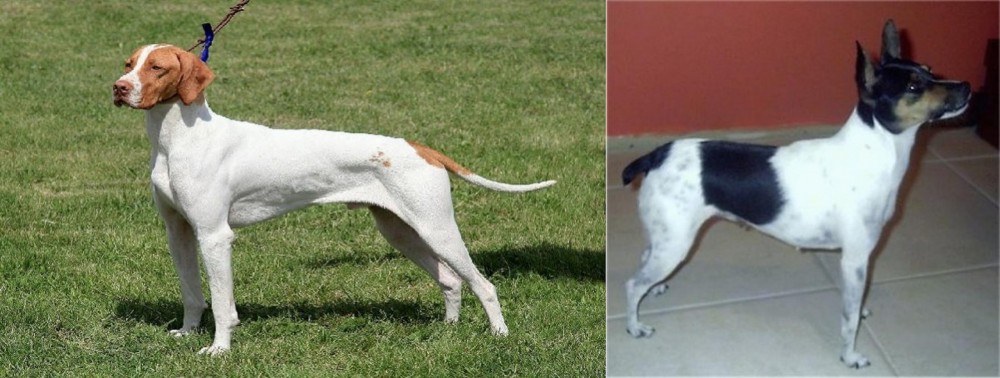 Miniature Fox Terrier vs Braque Saint-Germain - Breed Comparison