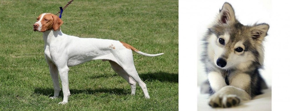 Miniature Siberian Husky vs Braque Saint-Germain - Breed Comparison