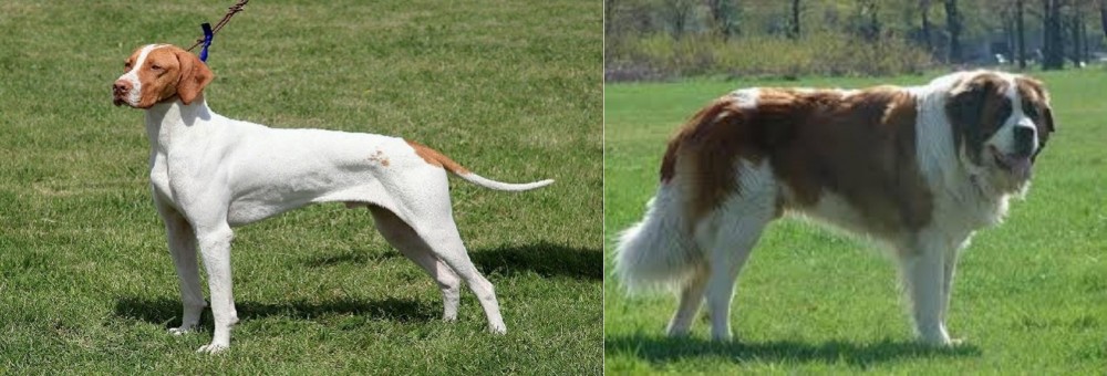 Moscow Watchdog vs Braque Saint-Germain - Breed Comparison