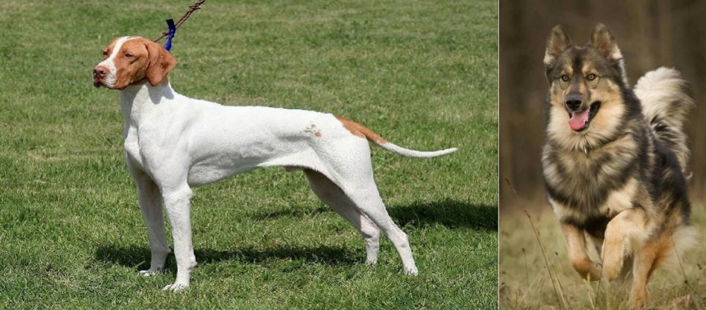 Native American Indian Dog vs Braque Saint-Germain - Breed Comparison