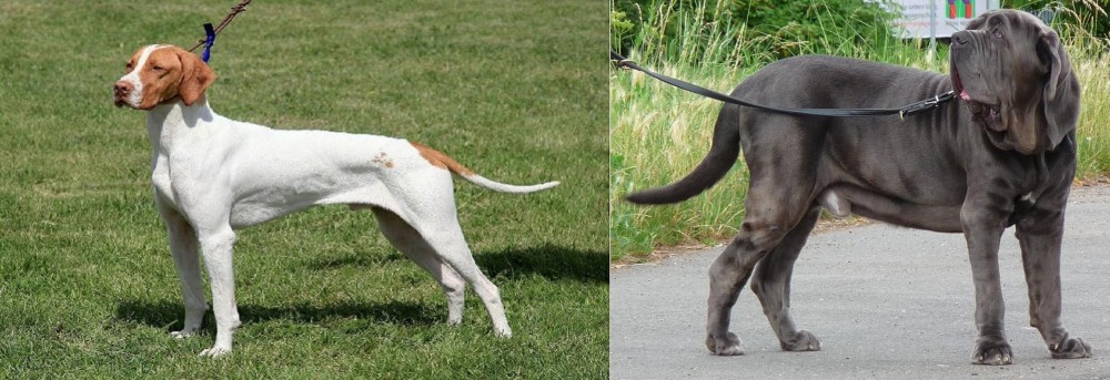 Neapolitan Mastiff vs Braque Saint-Germain - Breed Comparison