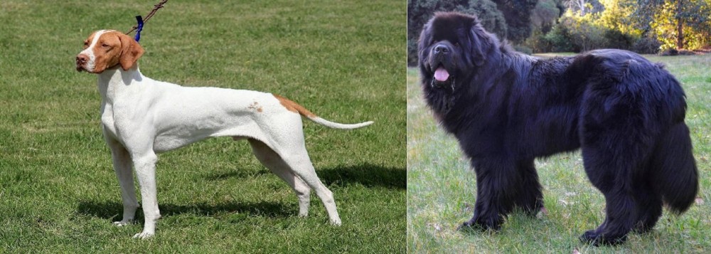 Newfoundland Dog vs Braque Saint-Germain - Breed Comparison