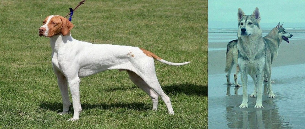 Northern Inuit Dog vs Braque Saint-Germain - Breed Comparison