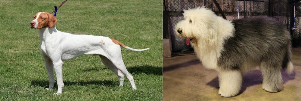 Old English Sheepdog vs Braque Saint-Germain - Breed Comparison