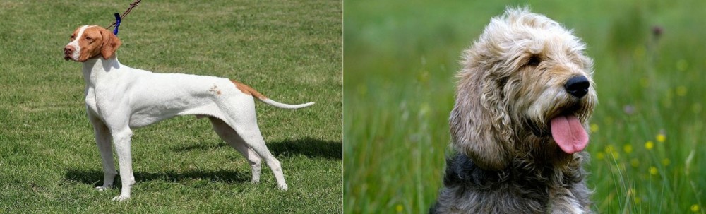 Otterhound vs Braque Saint-Germain - Breed Comparison