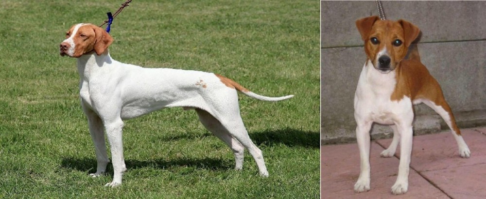 Plummer Terrier vs Braque Saint-Germain - Breed Comparison