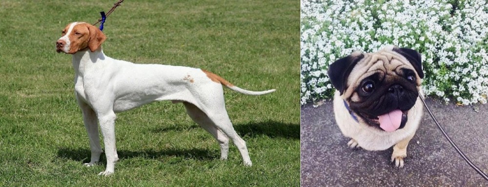 Pug vs Braque Saint-Germain - Breed Comparison