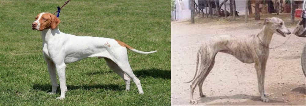 Rampur Greyhound vs Braque Saint-Germain - Breed Comparison