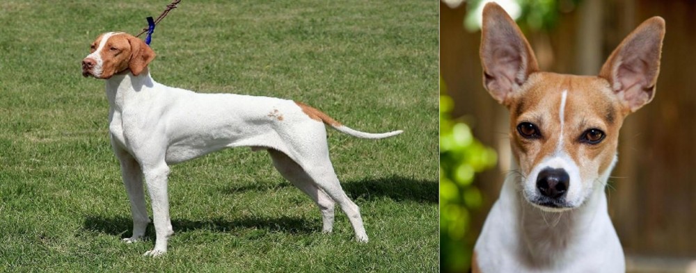 Rat Terrier vs Braque Saint-Germain - Breed Comparison
