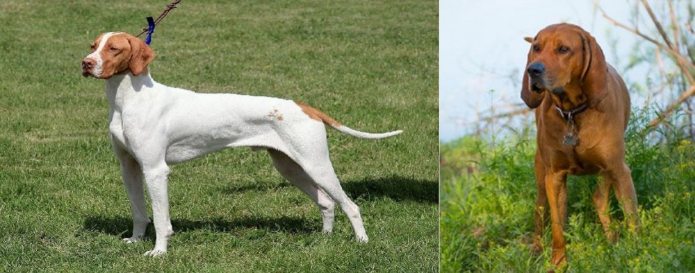Redbone Coonhound vs Braque Saint-Germain - Breed Comparison