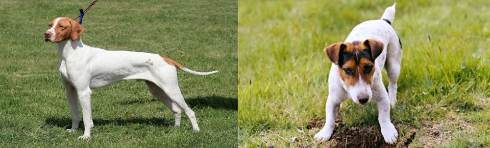 Russell Terrier vs Braque Saint-Germain - Breed Comparison