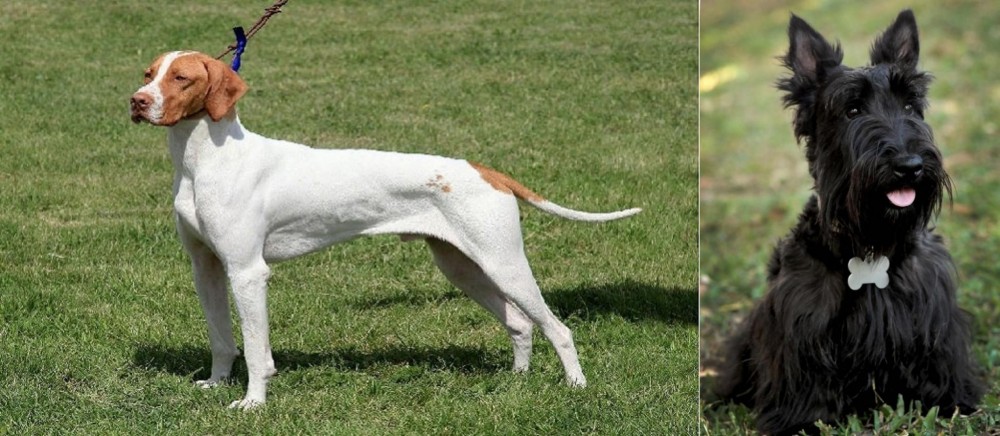 Scoland Terrier vs Braque Saint-Germain - Breed Comparison