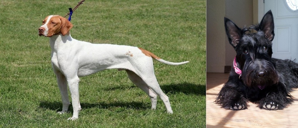 Scottish Terrier vs Braque Saint-Germain - Breed Comparison