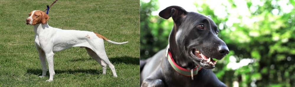 Shepard Labrador vs Braque Saint-Germain - Breed Comparison