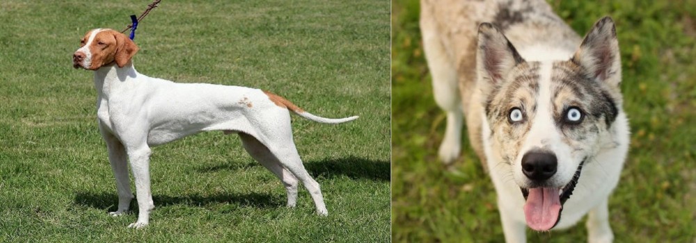 Shepherd Husky vs Braque Saint-Germain - Breed Comparison