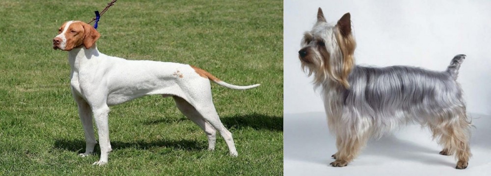 Silky Terrier vs Braque Saint-Germain - Breed Comparison