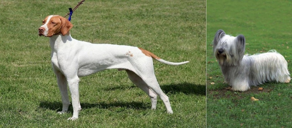 Skye Terrier vs Braque Saint-Germain - Breed Comparison