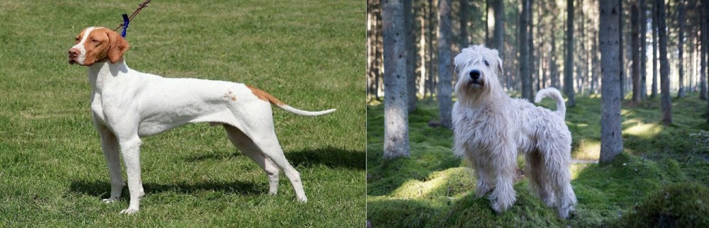 Soft-Coated Wheaten Terrier vs Braque Saint-Germain - Breed Comparison