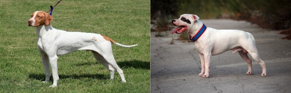 Staffordshire Bull Terrier vs Braque Saint-Germain - Breed Comparison