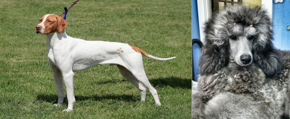 Standard Poodle vs Braque Saint-Germain - Breed Comparison