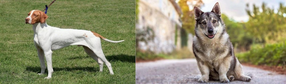 Swedish Vallhund vs Braque Saint-Germain - Breed Comparison