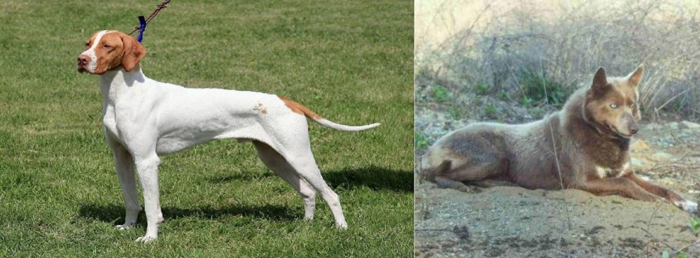 Tahltan Bear Dog vs Braque Saint-Germain - Breed Comparison