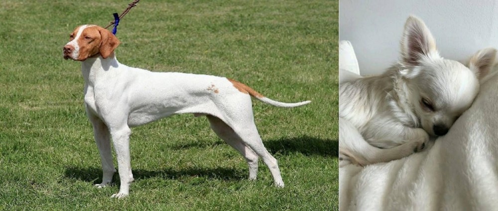 Tea Cup Chihuahua vs Braque Saint-Germain - Breed Comparison