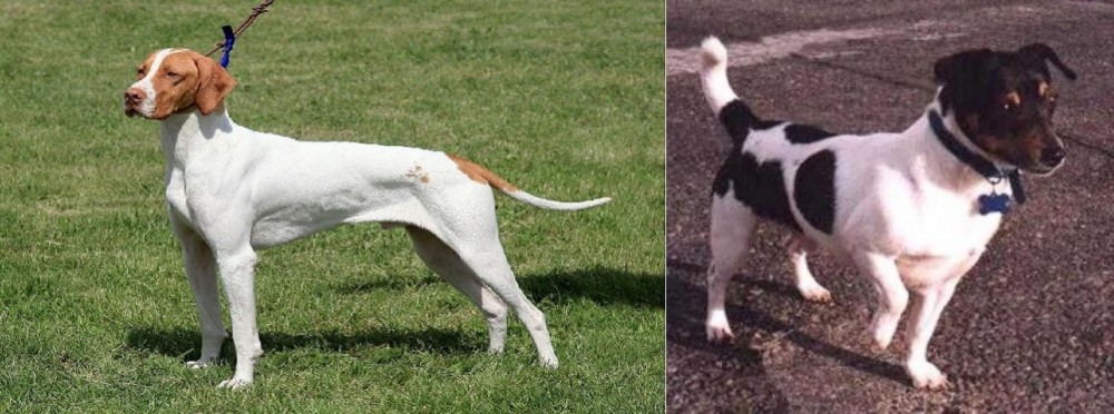 Teddy Roosevelt Terrier vs Braque Saint-Germain - Breed Comparison